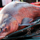 Giant black carp on display